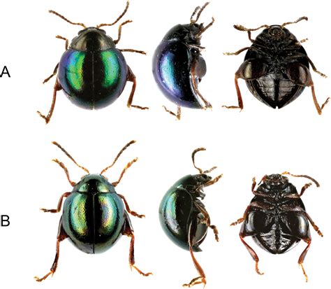 types of beetles in the philippines|Moss.